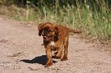 KING CHARLES SPANIEL 184